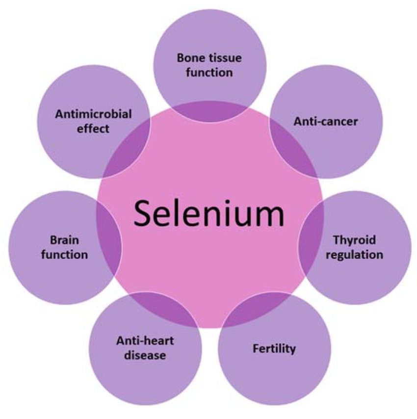 Importance Of Selenium 