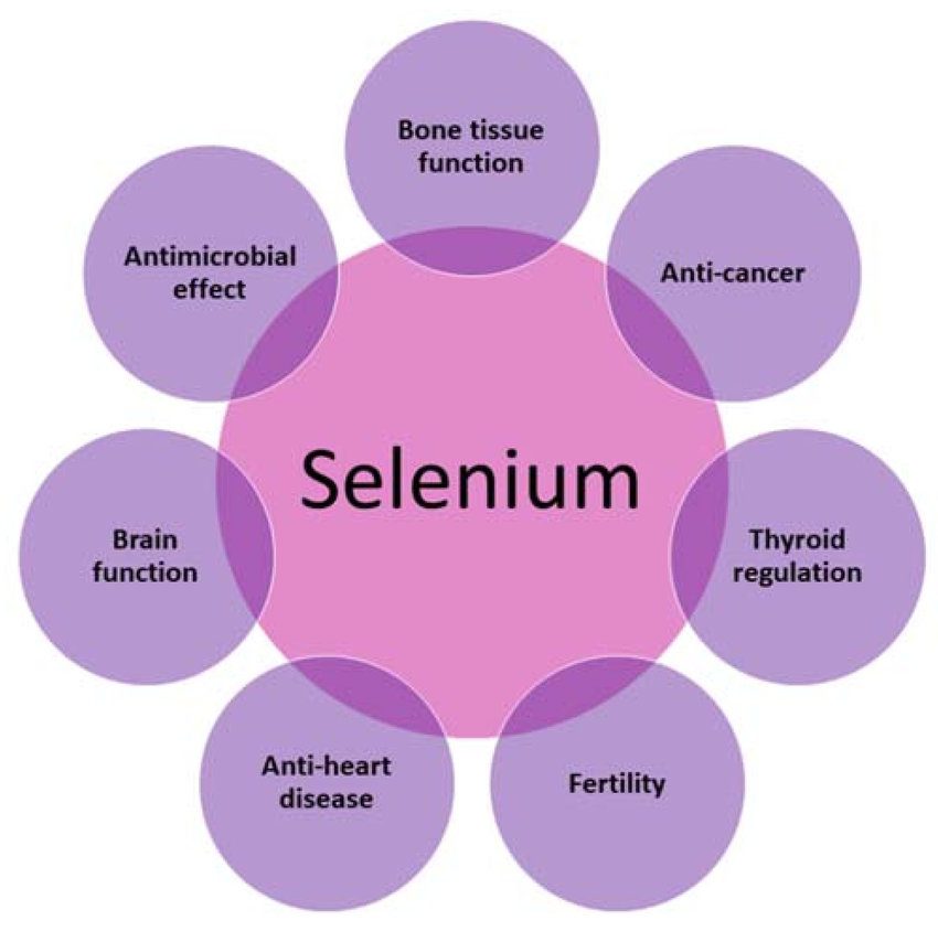 Importance Of Selenium