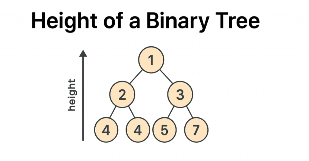 What is Tree Height Article